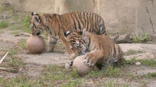Babies of the Zoo