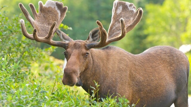 World's Wildest City: Anchorage