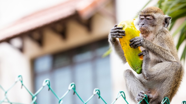 Macaque Island