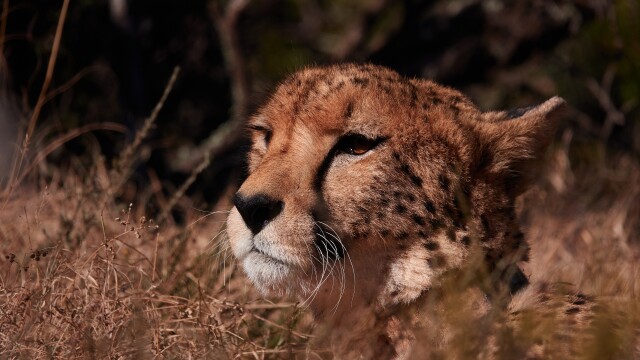 Saving the Wild