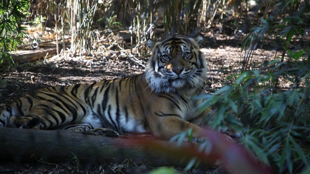 Secrets of the Zoo: Down Under