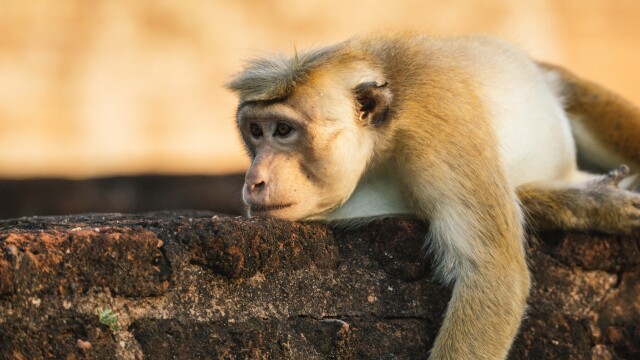 Monkey Island