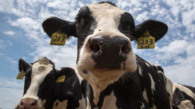 The Incredible Dr. Pol