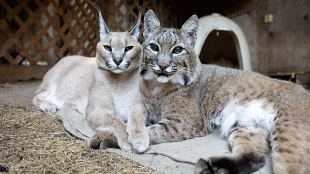 Unlikely Animal Friends