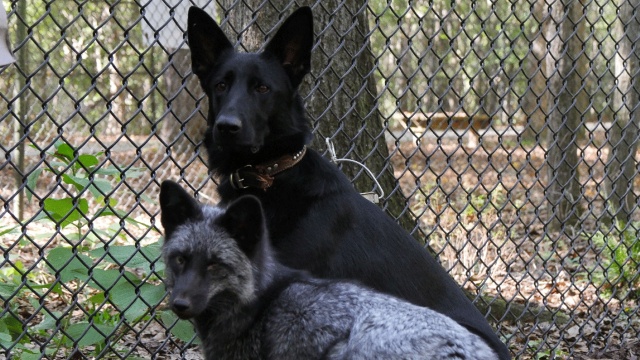 Unlikely Animal Friends