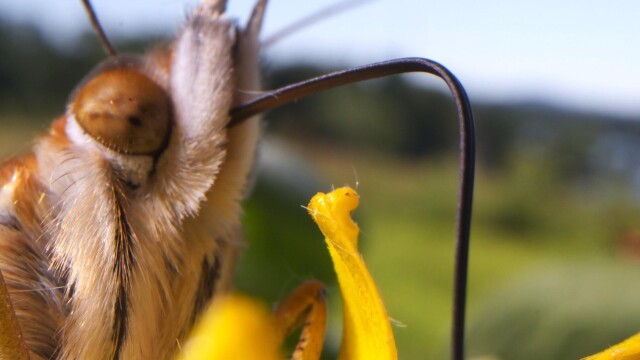 Bugs That Rule the World