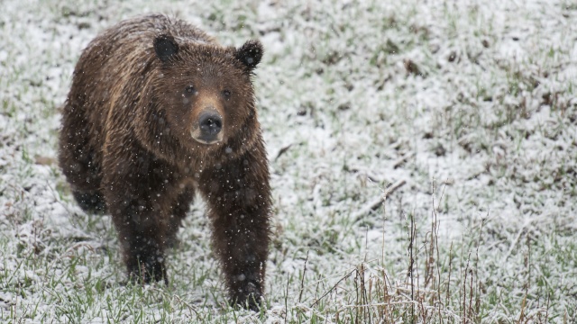 Wild Yellowstone