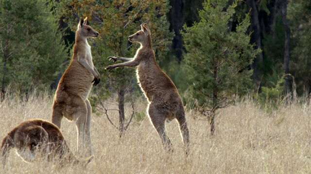 Secret Life of the Kangaroo