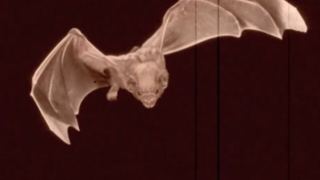 El libro rojo: Especies amenazadas