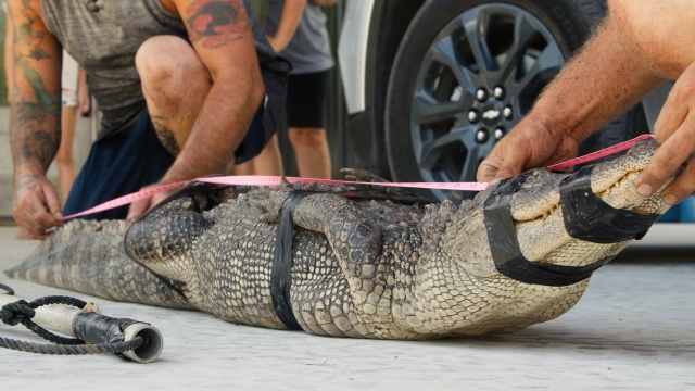 Texas Gator Savers