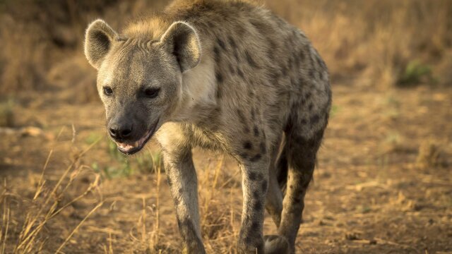 Predators Up Close