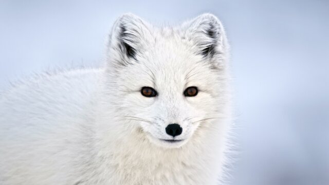 Dogs in the Wild, A Nature Miniseries