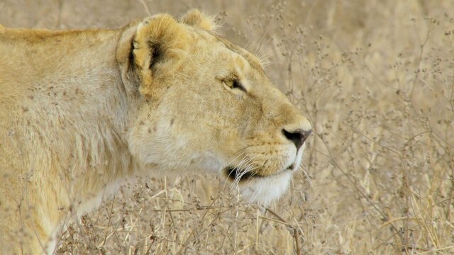 Wildlife Icons