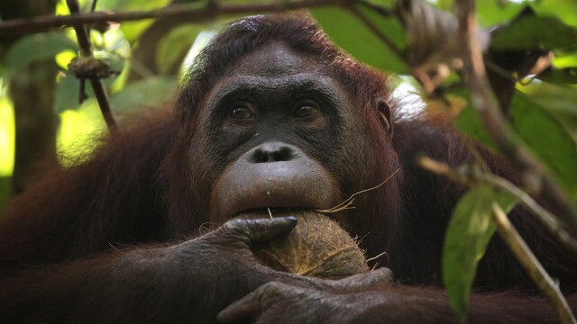 Orangutan Jungle School