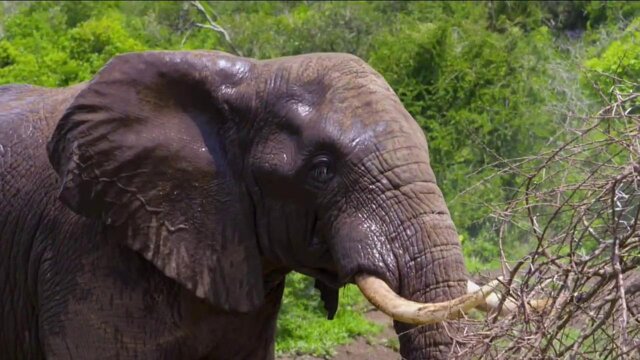 Jack Hanna's Into the Wild