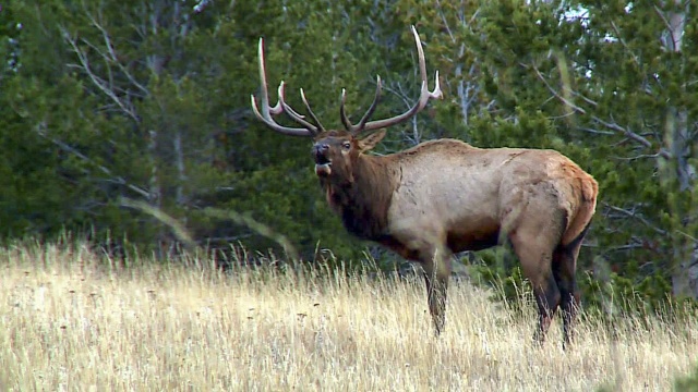 Yellowstone Wardens