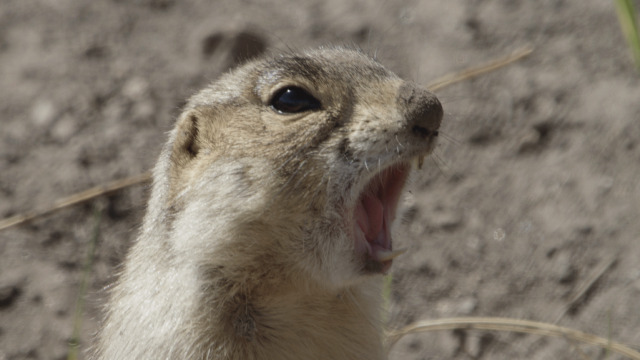 Prairie Dog Manor