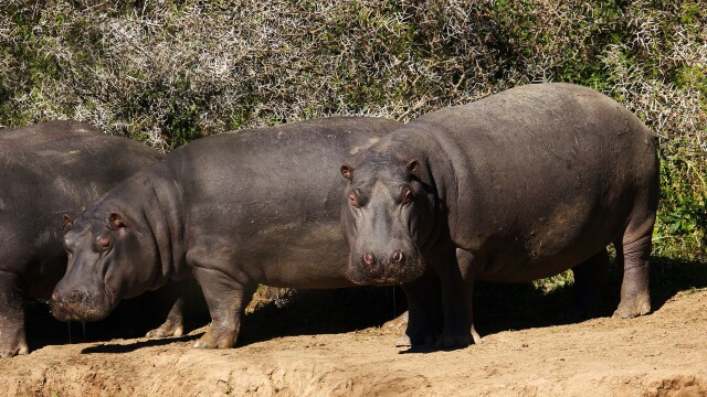 Shamwari