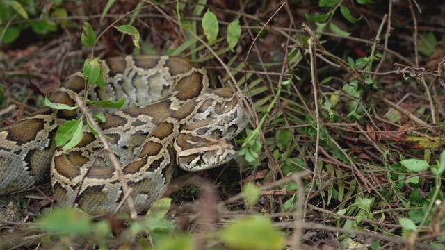 Swamp People: Serpent Invasion