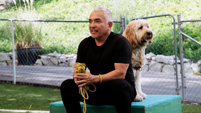 Cesar Millan: Better Human Better Dog