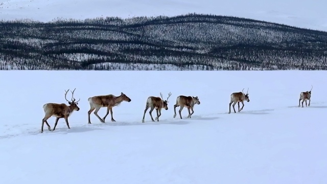 Life Below Zero: Next Generation