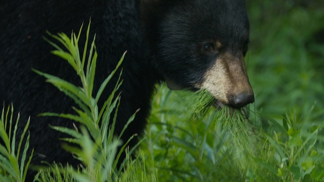 Wild Bear Rescue