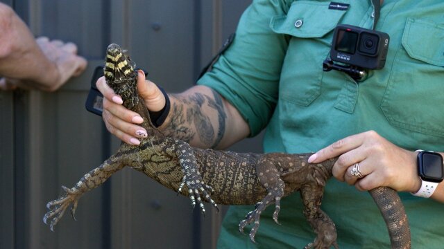 Aussie Snake Wranglers