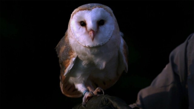Watch How Do Animals Do That? Supersonic Owls and Invisible Octopuses ...