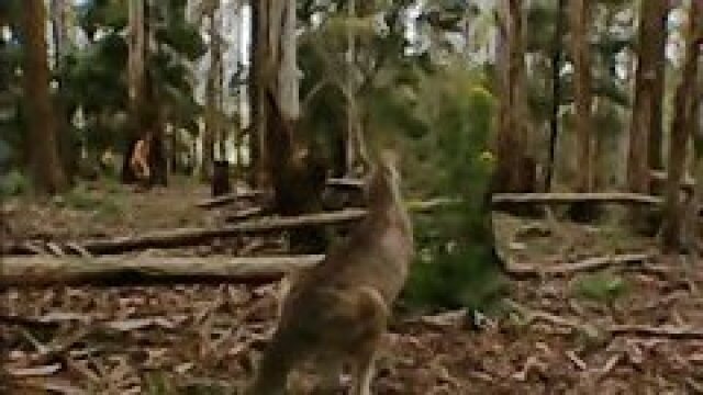 The Jeff Corwin Experience