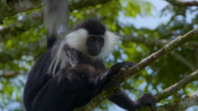 Jack Hanna's Into the Wild