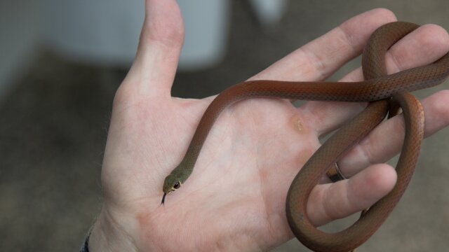 Aussie Snake Wranglers