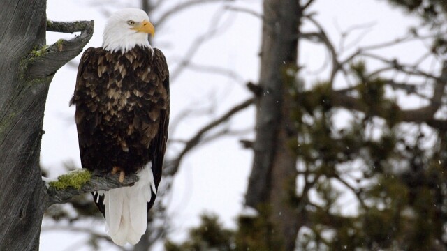 Le meraviglie del parco di Yellowstone