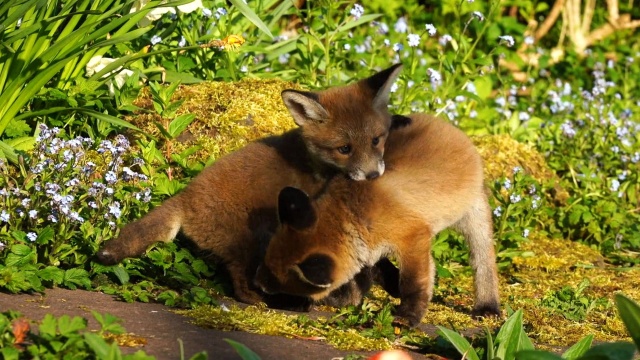 Mutual of Omaha's Wild Kingdom Protecting the Wild