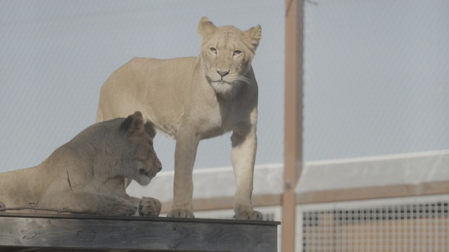 Secrets of the Zoo: Down Under