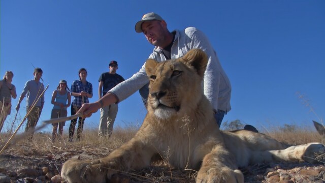 Lodging With Lions