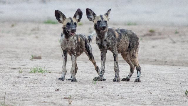 Wild Dogs: Running with the Pack