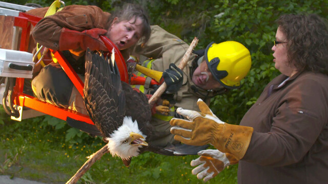 Alaska Animal Rescue