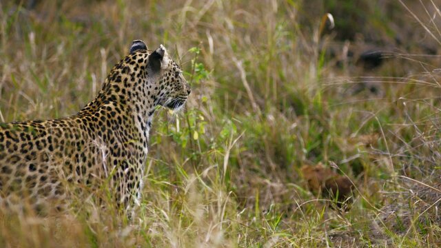 Wildlife Icons