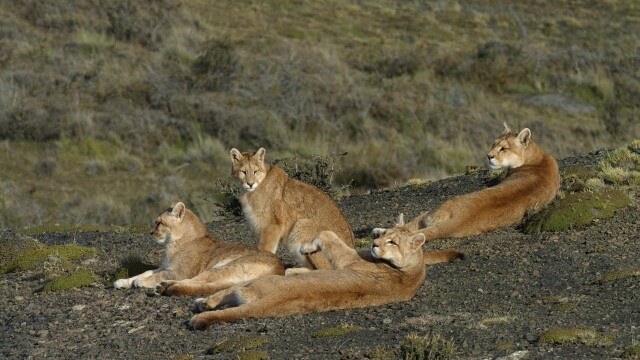 Age of Big Cats