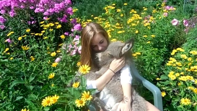 Pet Obsessed