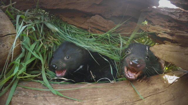 Secret Life of the Tasmanian Devil