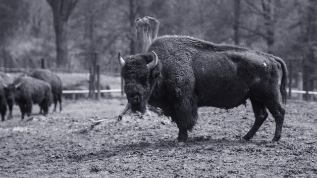 The American Buffalo