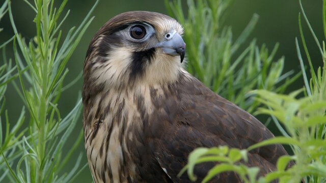 Wild Birds of Australia