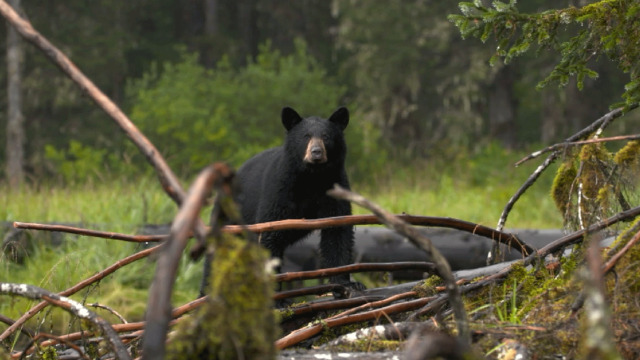 Alaska's Grizzly Gauntlet