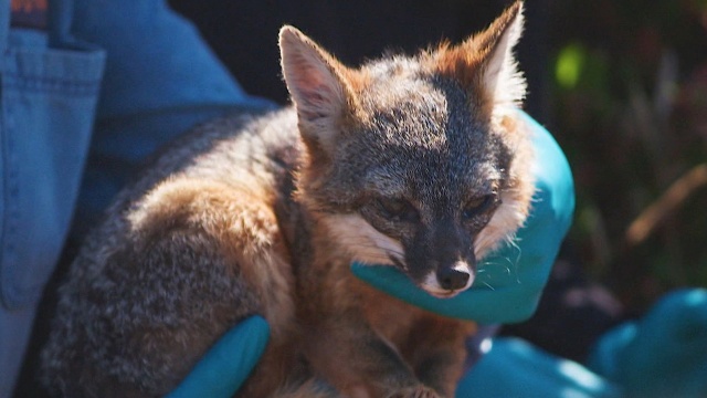 Mutual of Omaha's Wild Kingdom Protecting the Wild