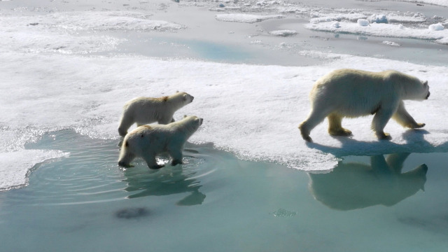 Kingdom of the Polar Bears