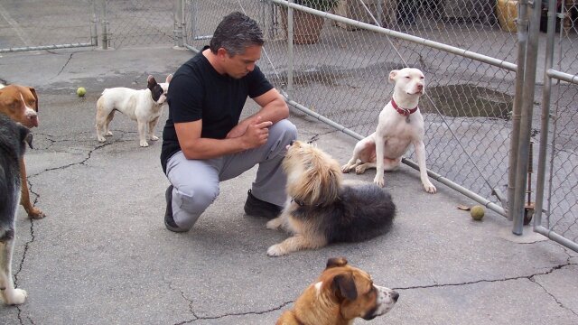 Dog Whisperer