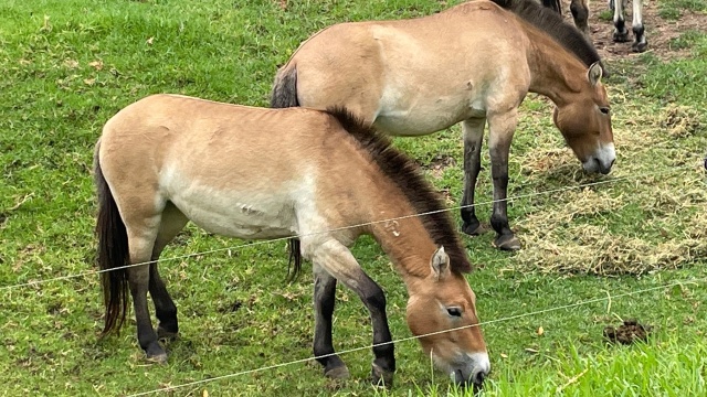 Secrets of the Zoo: Down Under