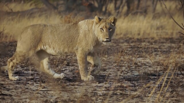 Lodging With Lions