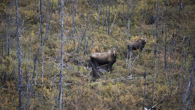 Alaska's Grizzly Gauntlet